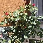 Frühstückspension Beb Da Gaia E Giulio 3*